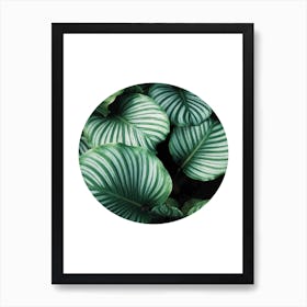 Green Leaf Circle Art Print