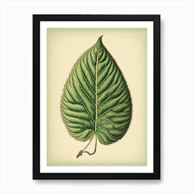 Slippery Elm Leaf Vintage Botanical 1 Art Print