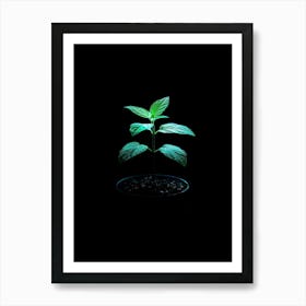 Green Plant On A Black Background 2 Art Print