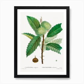 Sweet Chestnut, Pierre Joseph Redoute Art Print