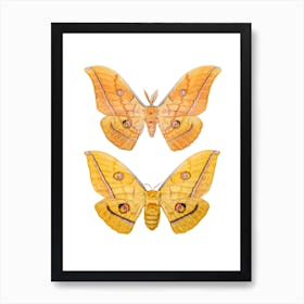 Two Creme Colored Butterflies 2 Art Print