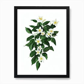 Jasmine Plant (Jasminum Polyanthum) Watercolor Art Print