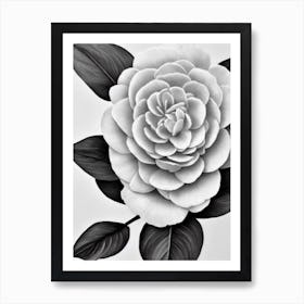 Camellia B&W Pencil 3 Flower Art Print