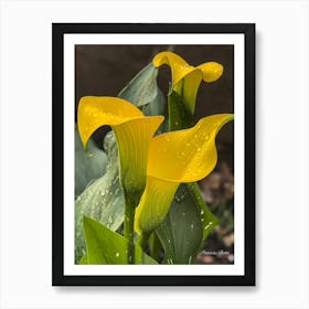 Yellow Calla Lily Art Print