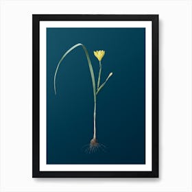 Vintage Cape Tulip Botanical Art on Teal Blue Art Print