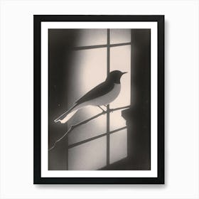 Bird In The Window 1 Art Print