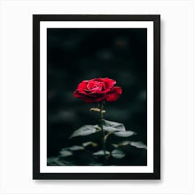 Dark Rose 129 Art Print