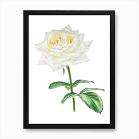 White Rose  Art Print