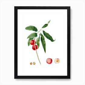 Vintage Apricot Botanical Illustration on Pure White n.0869 Art Print