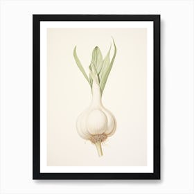 Garlic Vintage Botanical Herbs 2 Art Print