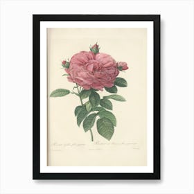 Rose Illustration from Les Roses Vol.3, Pierre Joseph Redoute Art Print