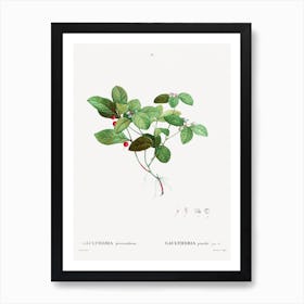 American Wintergreen, Pierre Joseph Redoute Art Print