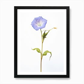 Pressed Flower Botanical Art Morning Glory 1 Art Print