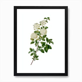 Vintage Germander Meadowsweet Botanical Illustration on Pure White Art Print