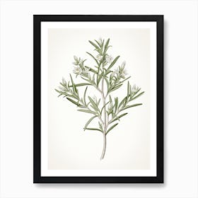 Rosemary Vintage Botanical Herbs 1 Art Print