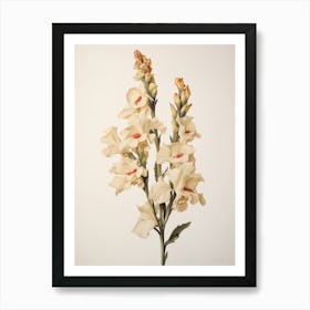 Pressed Flower Botanical Art Snapdragon 1 Art Print