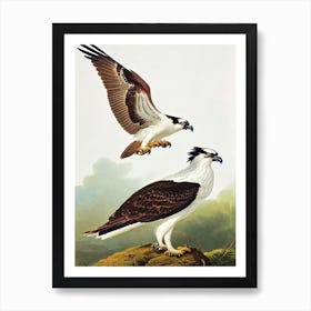 Osprey James Audubon Vintage Style Bird Art Print