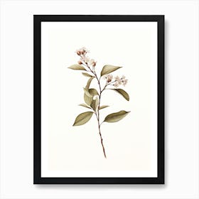 Cinnamon Vintage Botanical Herbs 2 Art Print