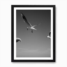 Seagulls In The Air Art Print