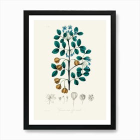 Vintage Botanical John Stephenson and James Morss Churchill Art Print_2731669 Art Print