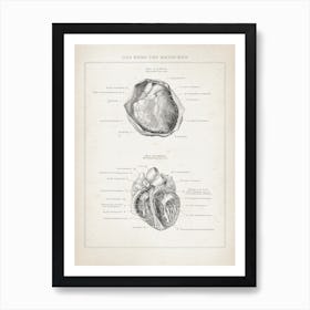 Vintage Brockhaus 3 Anatomie Herz Art Print