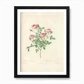 Rose Illustration, Pierre Joseph Redoute (14) Art Print