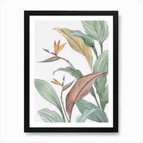 Bird Of Paradise Art Print