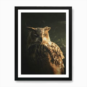 An Owl In The Sunlight Art Print