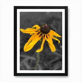 Yellow Daisy Flower Art Print