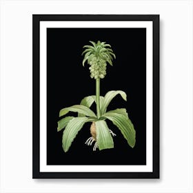 Vintage Eucomis Regia Botanical Illustration on Solid Black Art Print