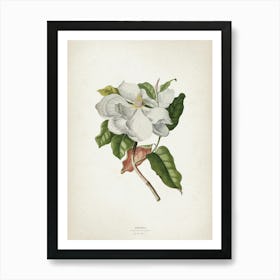 Vintage Ehret 4 Magnolia Maximo Art Print