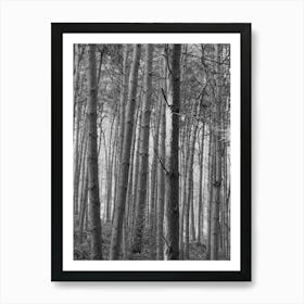 Black And White Forest Art Print