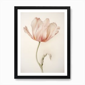 Pressed Flower Botanical Art Tulip 1 Art Print