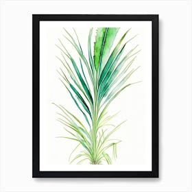 Saw Palmetto Herb Minimalist Watercolour 1 Art Print