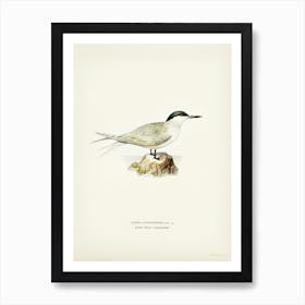 Sandwich Tern, The Von Wright Brothers Art Print