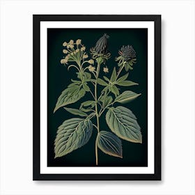 Black Snakeroot Wildflower Vintage Botanical Art Print