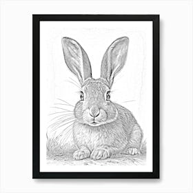 Rabbit In Pencil Black And White Affiche