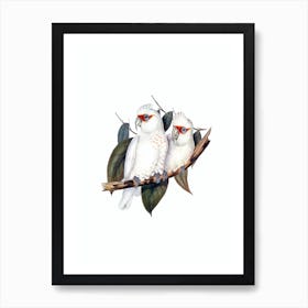 Vintage Long Billed Cockatoo Bird Illustration on Pure White Art Print