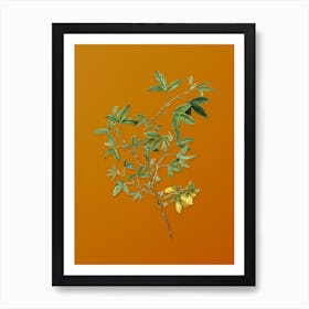 Vintage Stinking Bean Trefoil Botanical on Sunset Orange n.0894 Art Print