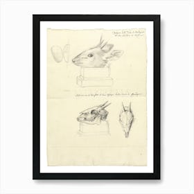 Antelope Head And Skulls, Luigi Balugani Art Print