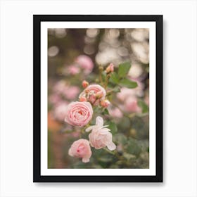 Soft pink roses - Flower photography Art Print