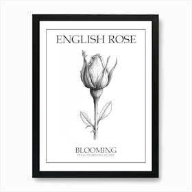 English Rose Blooming Line Drawing 3 Poster Art Print