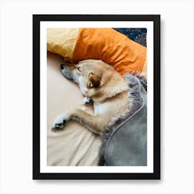 Shiba Inu 2 Art Print