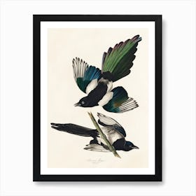 American Magpie 1, Birds Of America, John James Audubon Art Print