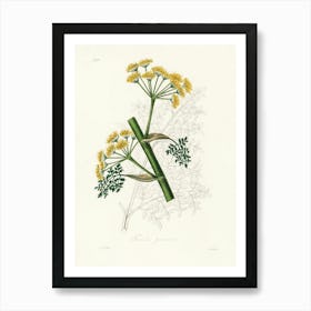 Vintage Botanical John Stephenson and James Morss Churchill Art Print_2731666 Art Print