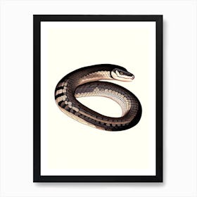 Black Necked Spitting Cobra Snake 1 Vintage Art Print