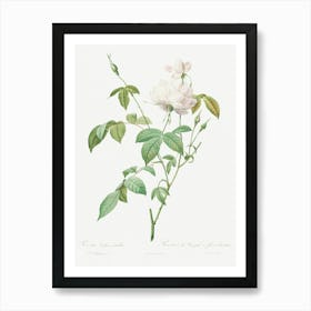 Variety Of Monthly Rose Also Known As Bengal Rose With White Flowers, Pierre Joseph Redoute Art Print