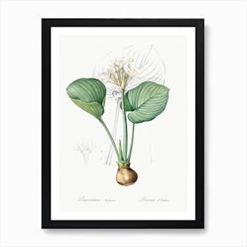 Cardwell Lily, Pierre Joseph Redoute Art Print