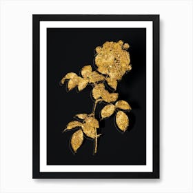 Vintage Seven Sisters Roses Botanical in Gold on Black n.0183 Art Print