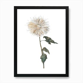 Chrysanthemum Sticker, Flower Illustration, Transparent Background 1 Art Print